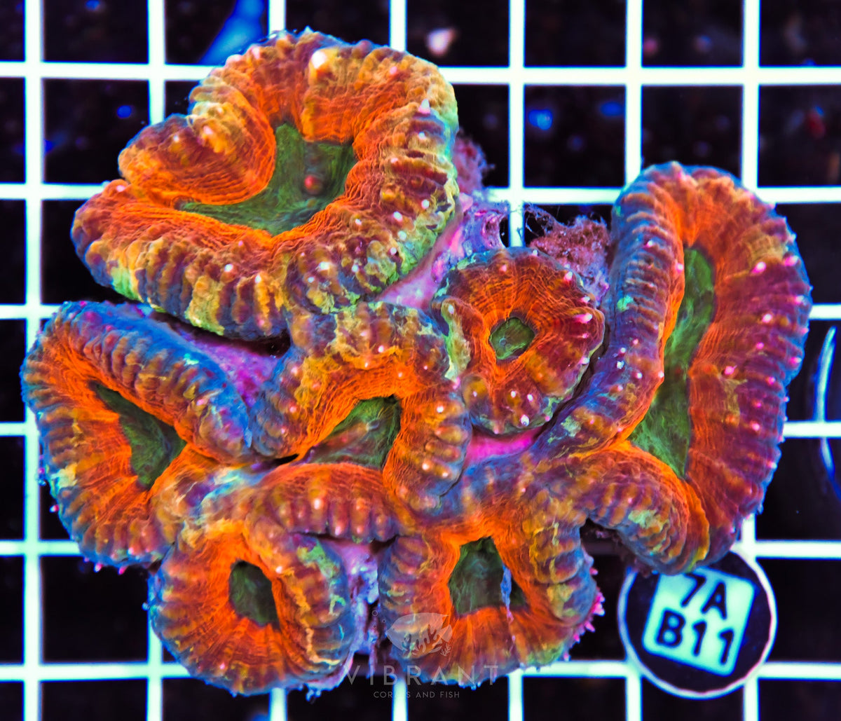 Lobophyllia AUS