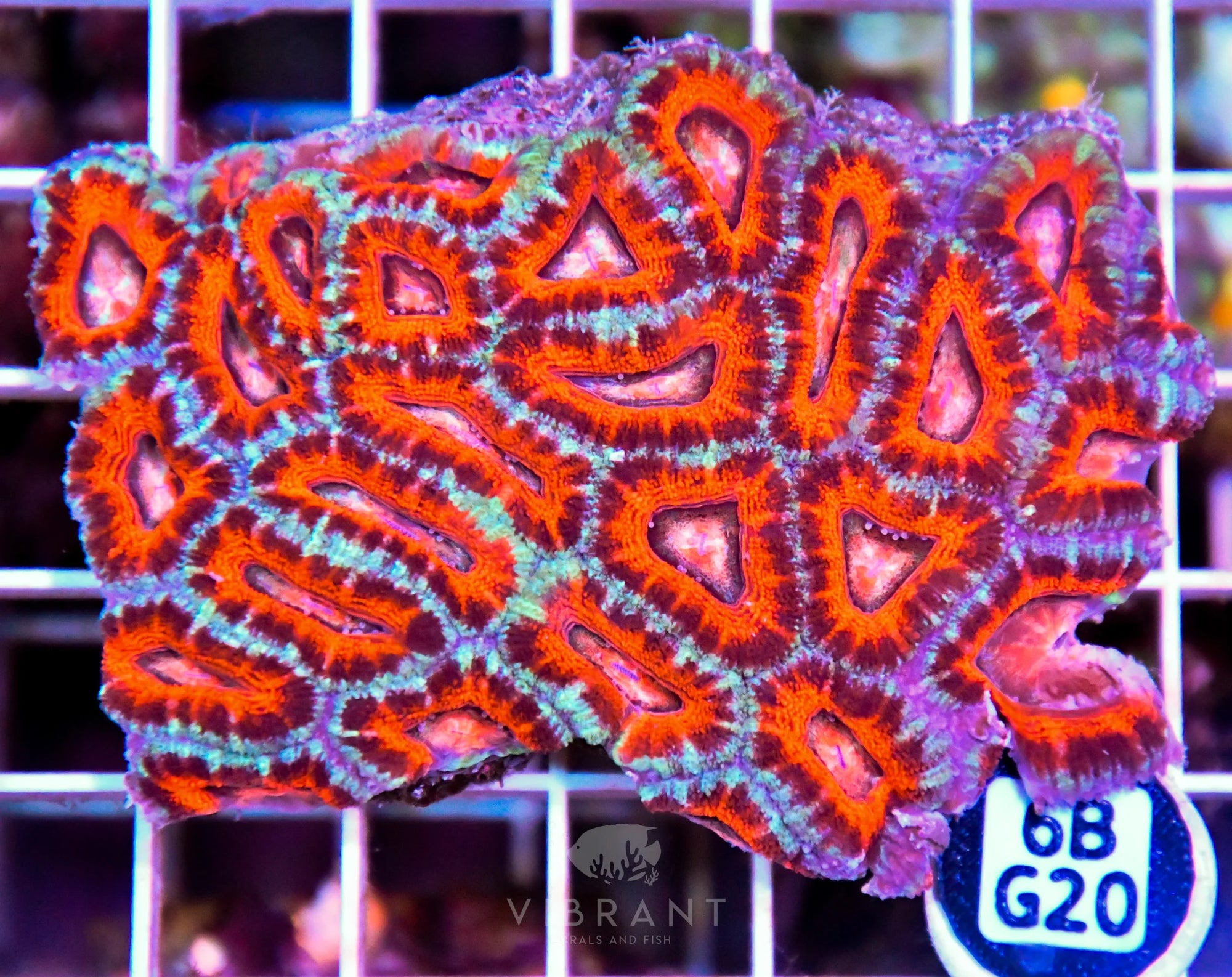 Acan Lord AUS