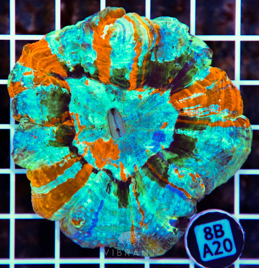 Acanthophyllia INDO W