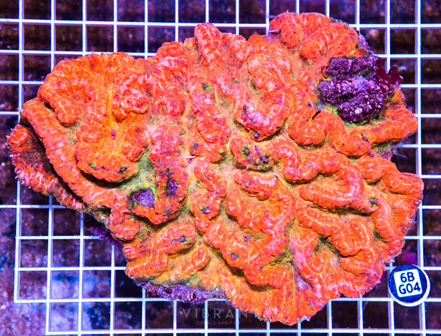 Symphyllia INDO W