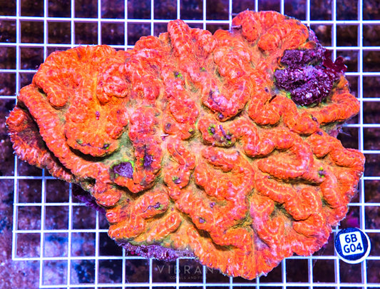 Symphyllia INDO W