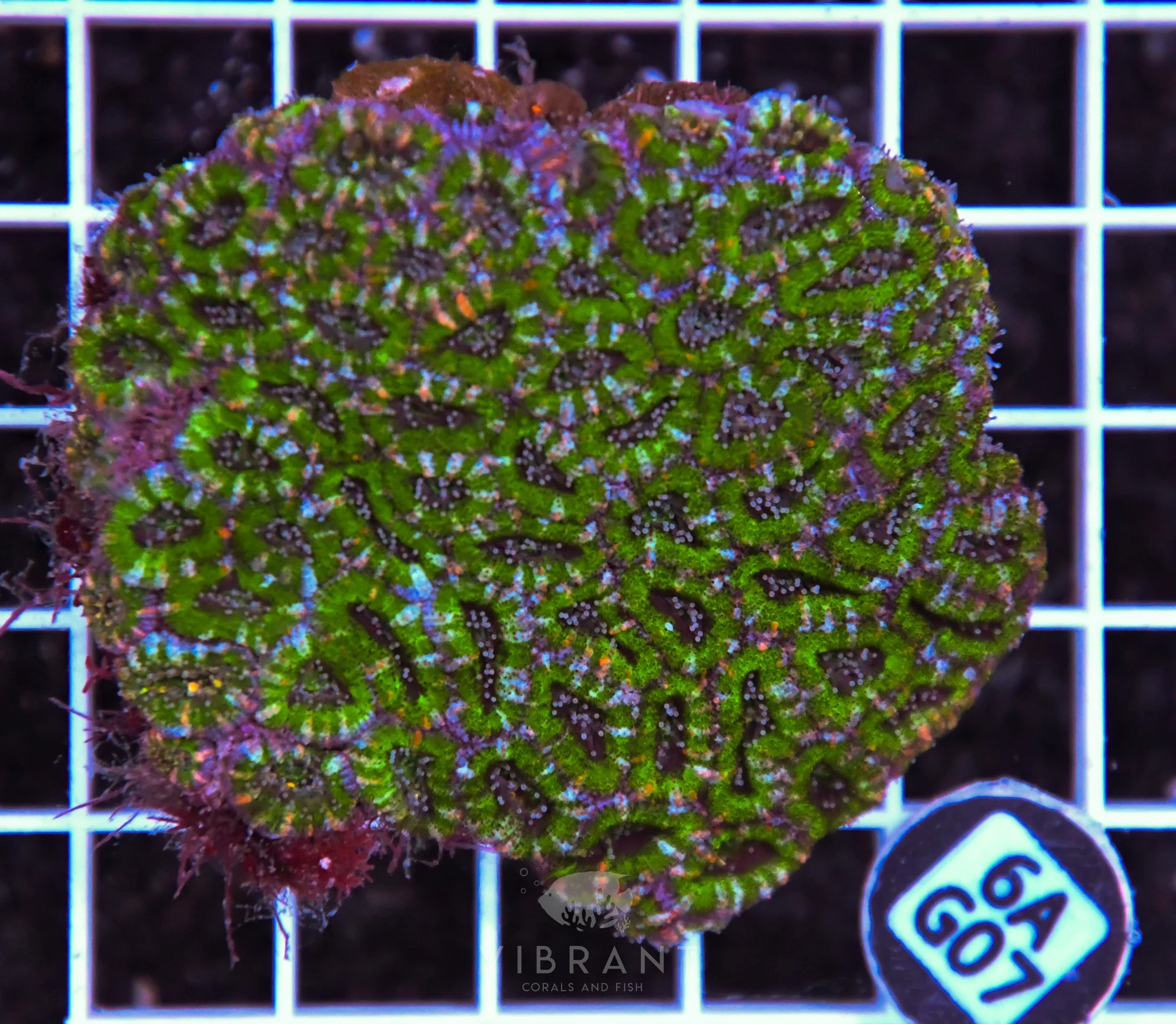 Acan Lord AUS