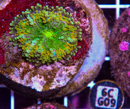 Mushroom INDO