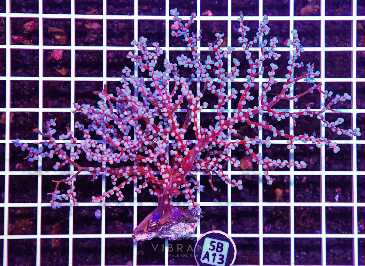 Gorgonian INDO