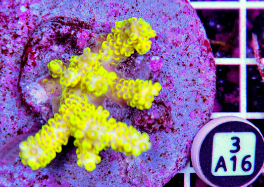 Acro INDO