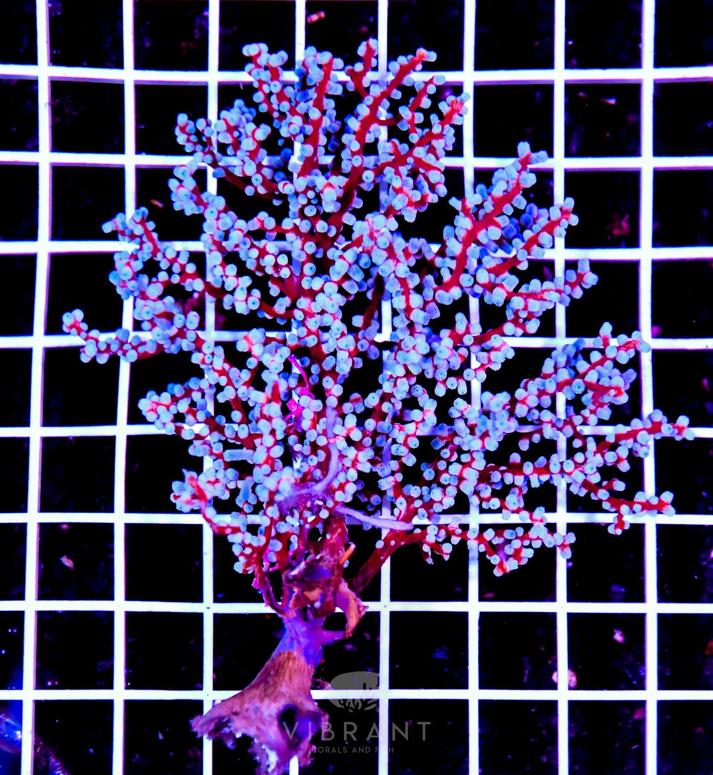 Gorgonian INDO W Small -SAMPLE