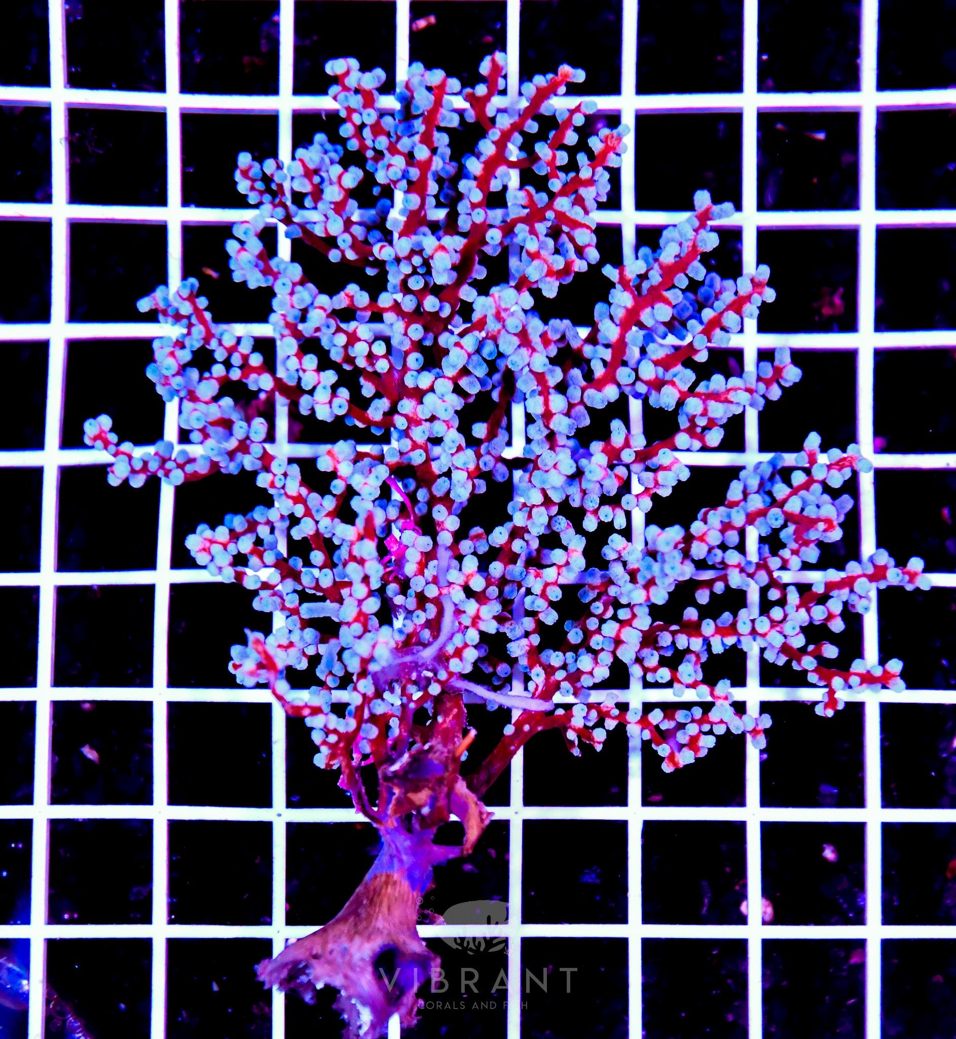 Gorgonian INDO W Small -SAMPLE