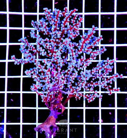Gorgonian INDO W Small -SAMPLE