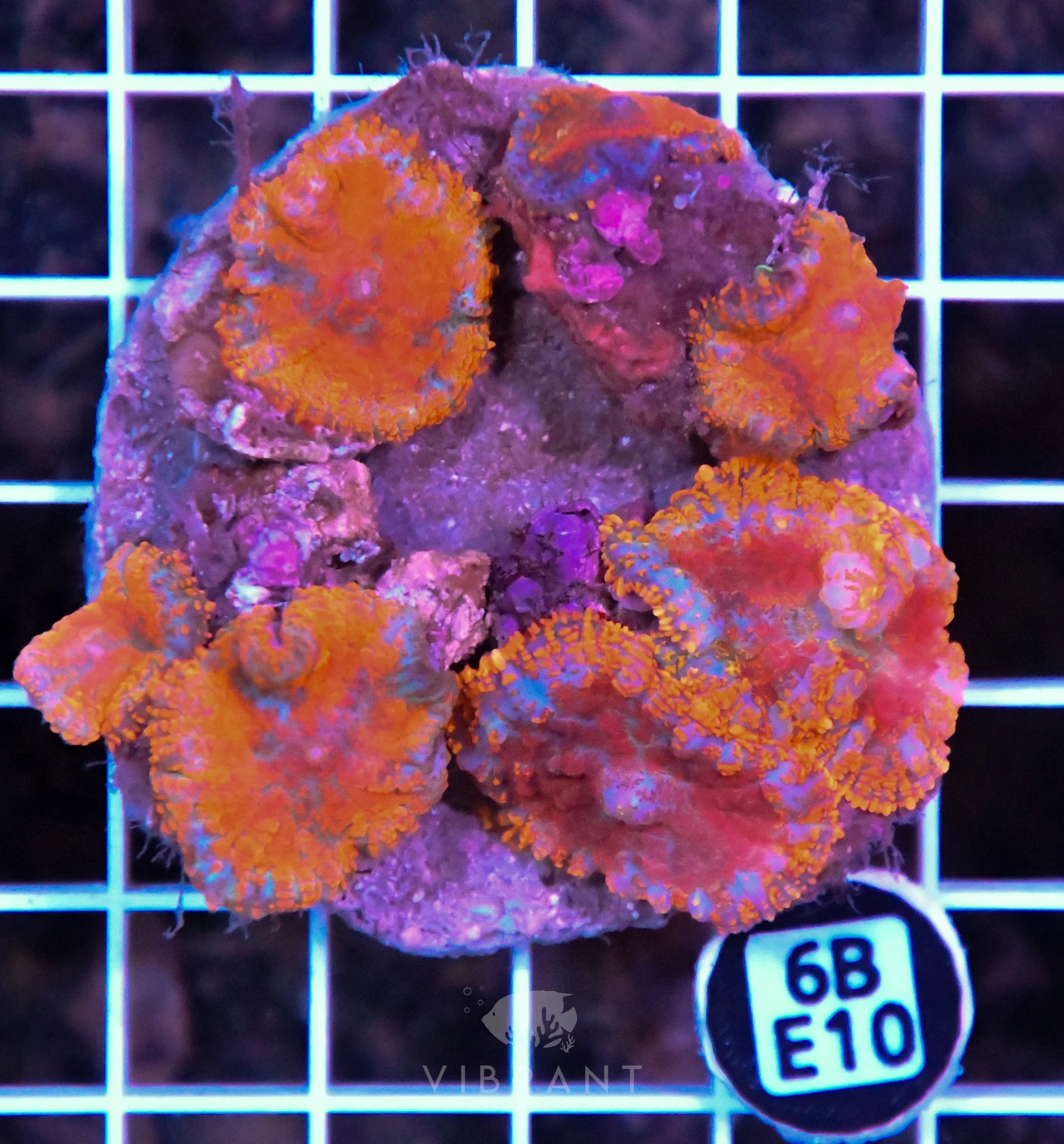 Mushroom INDO