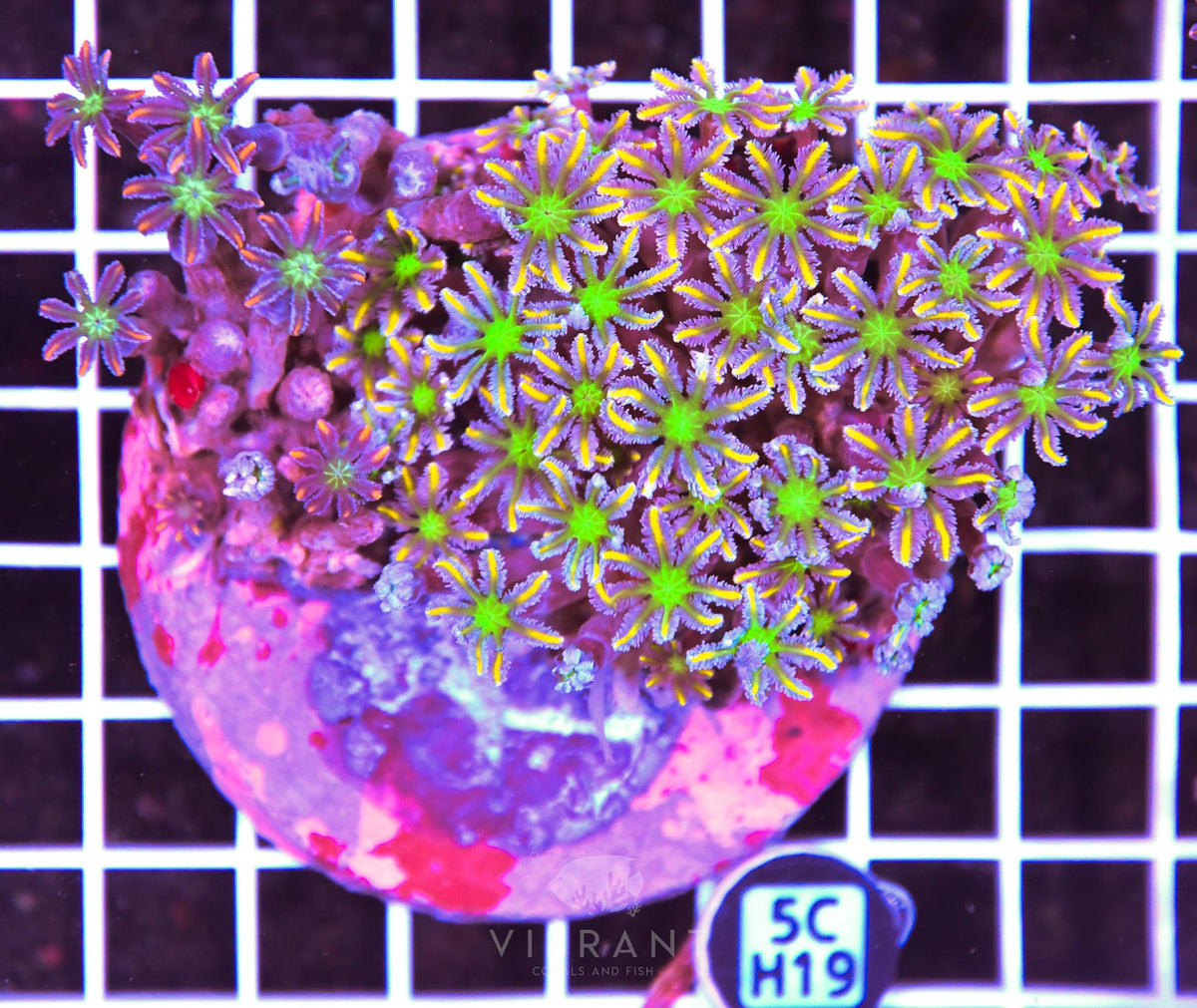 Clove Polyp INDO