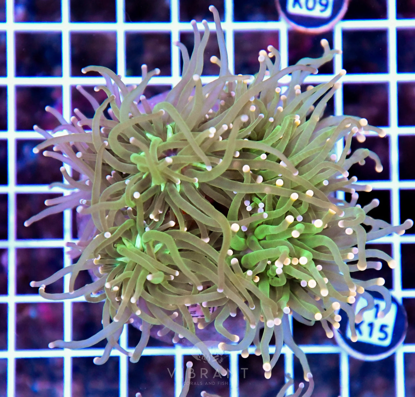 Torch INDO Colony