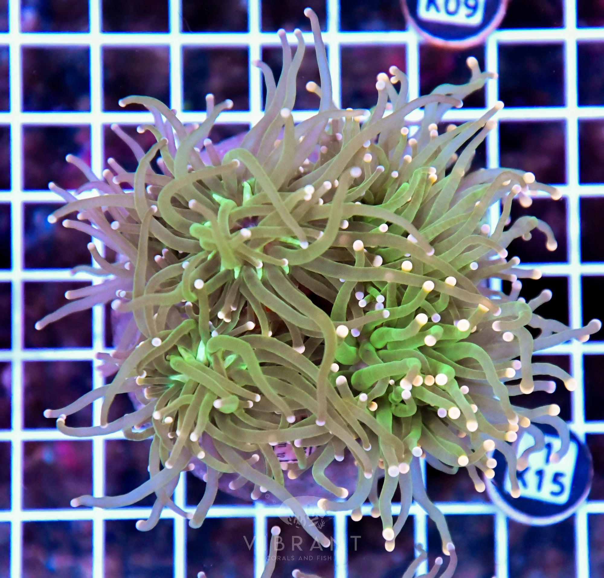 Torch INDO Colony