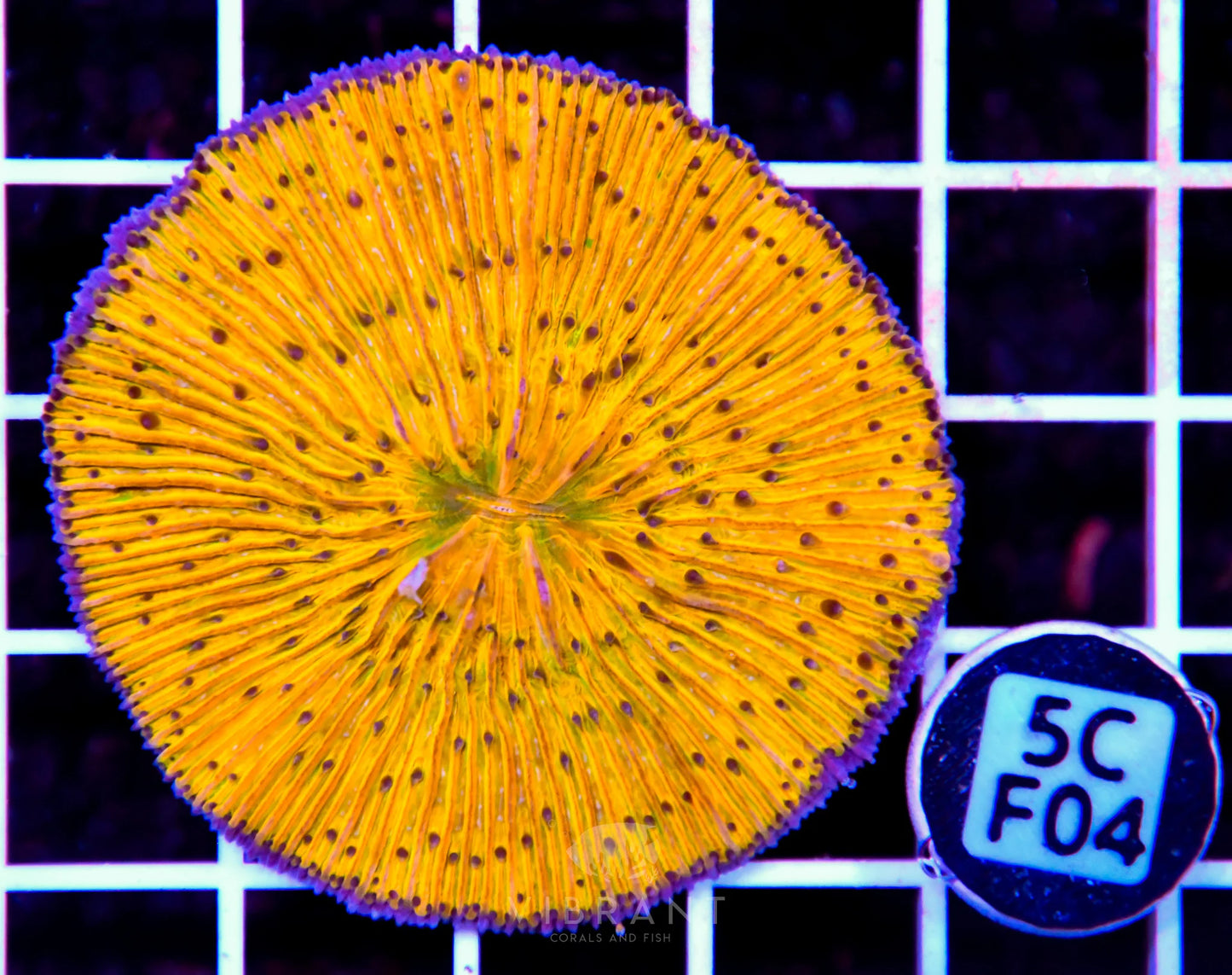 Fungia INDO W