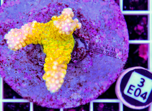 Acro INDO