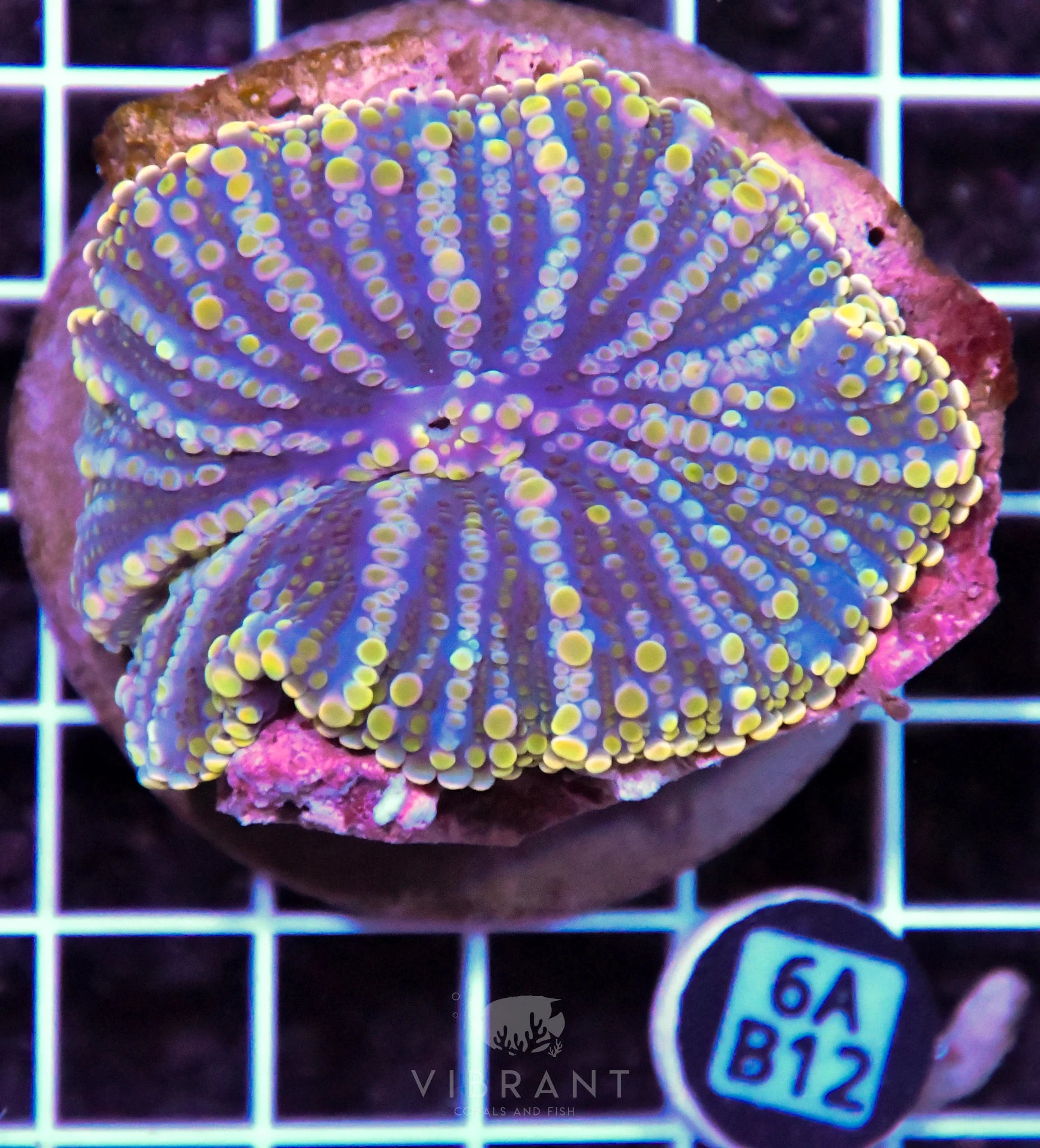 Mushroom INDO XL
