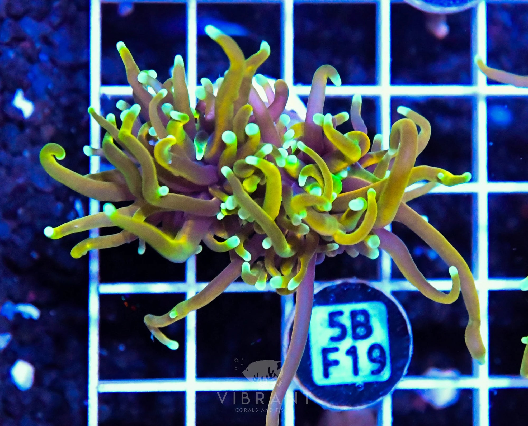 Frag Torch INDO W Fat Head