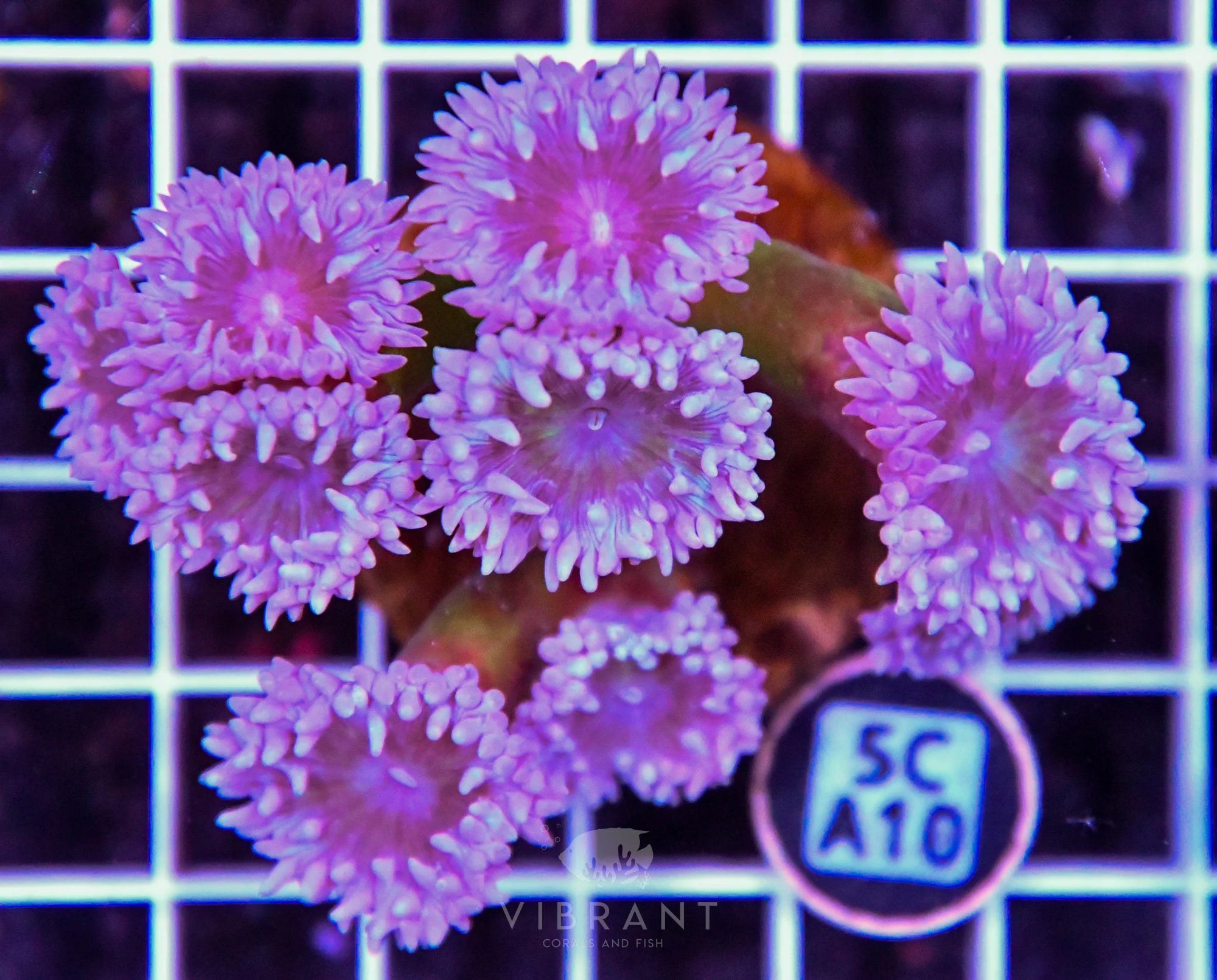 Duncun Polyp Colony AUS