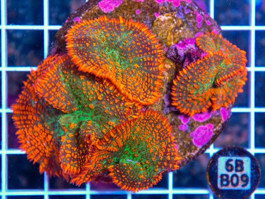 Mushroom INDO