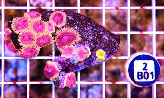 Zoa INDO W