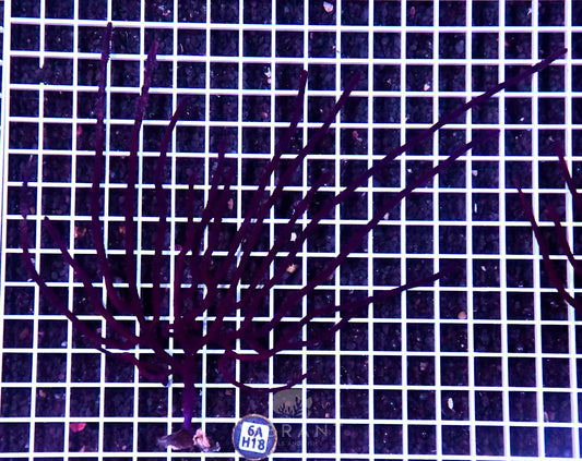 Sea Fan INDO W