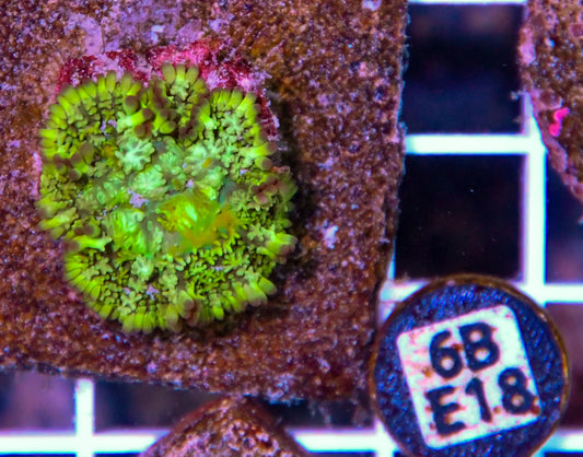 Mushroom INDO