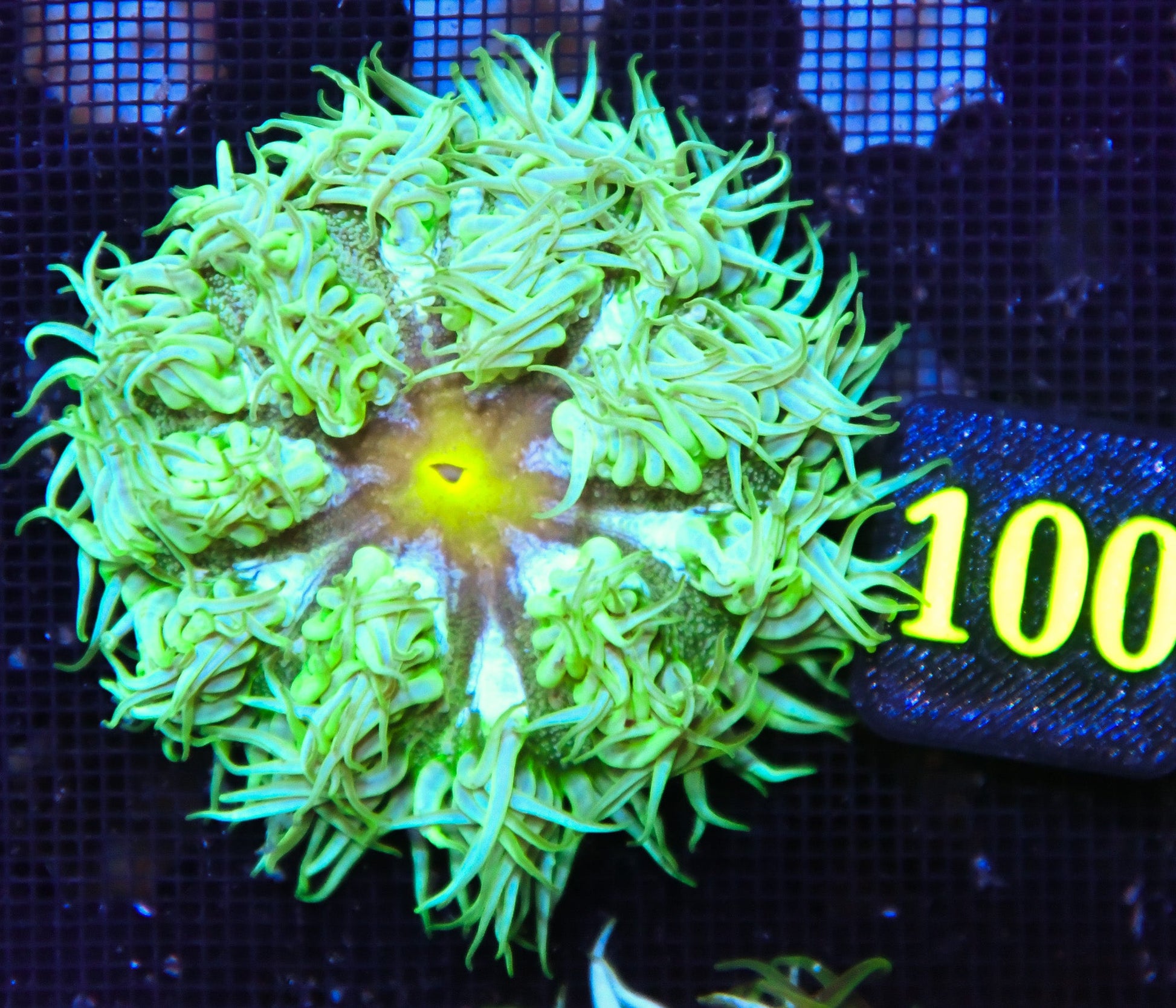Rock Flower Anemone