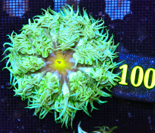 Rock Flower Anemone