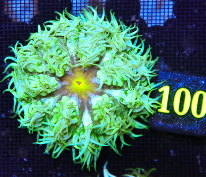 Rock Flower Anemone