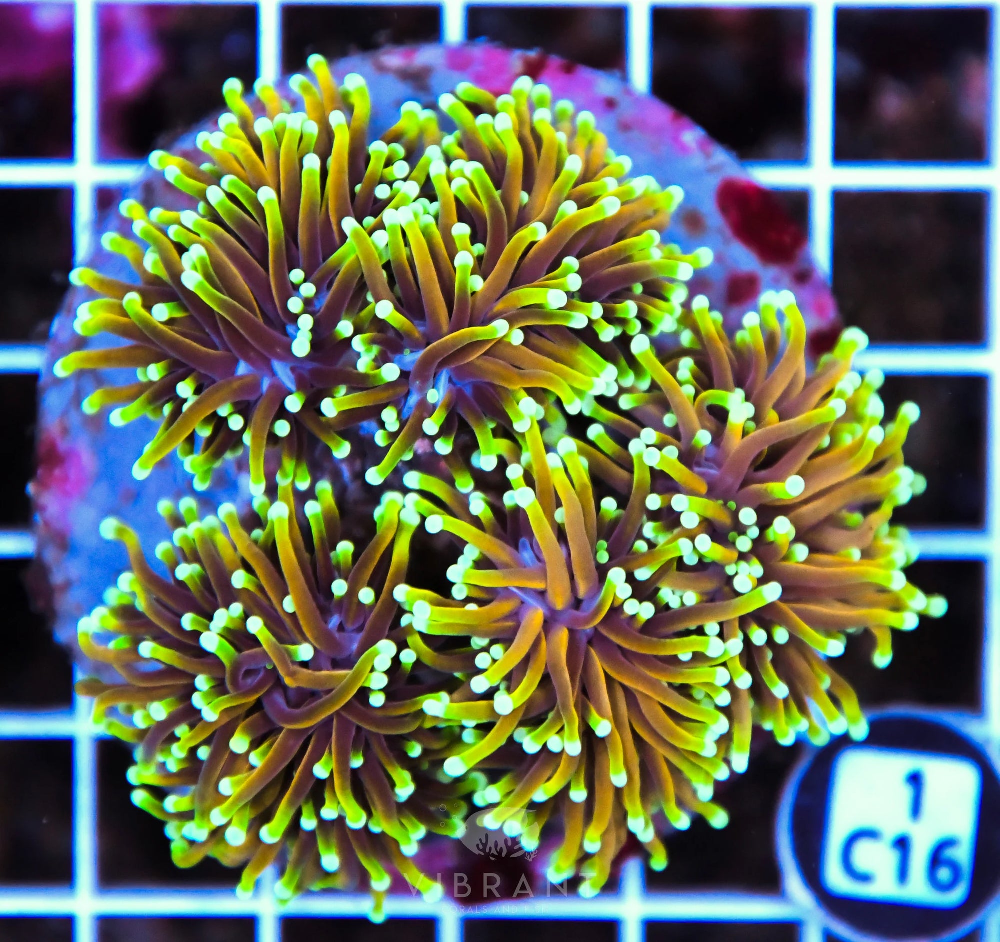 Torch INDO