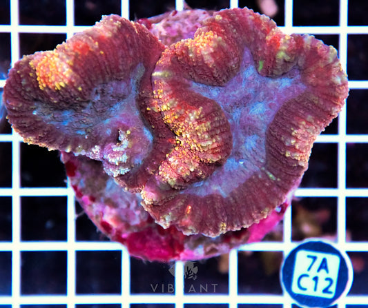 Symphyllia INDO