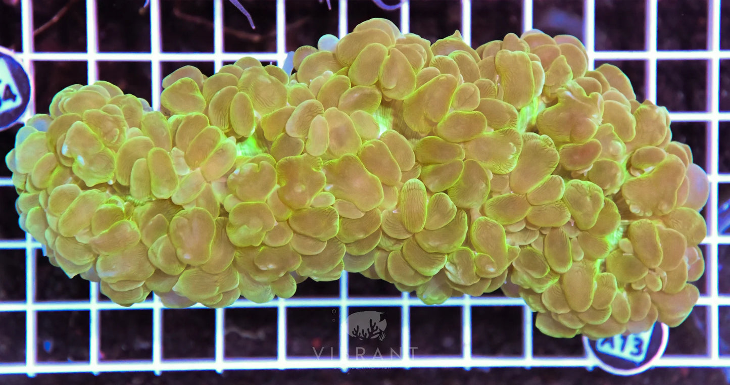 Bubble Coral AUS