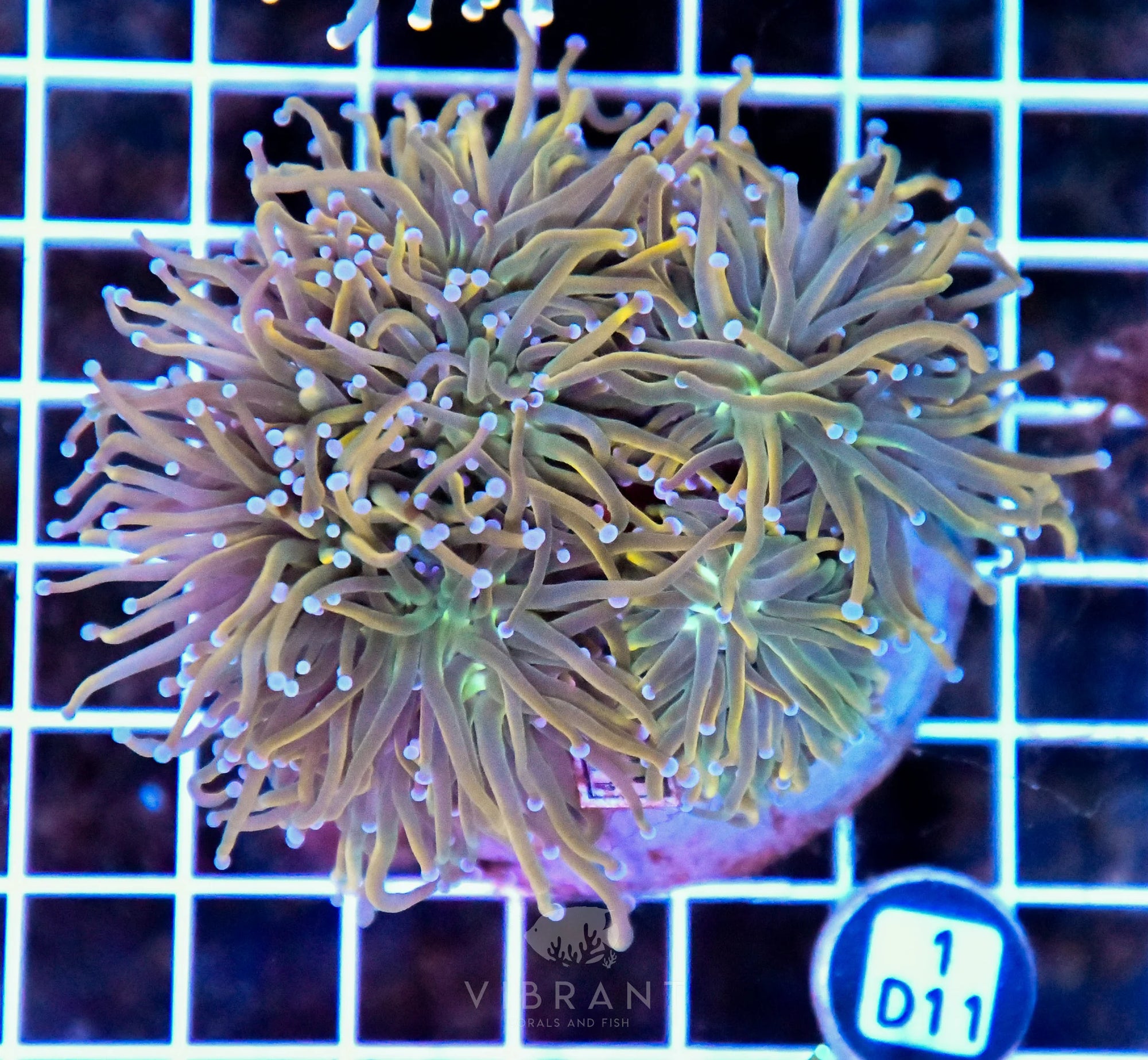 Torch INDO Colony