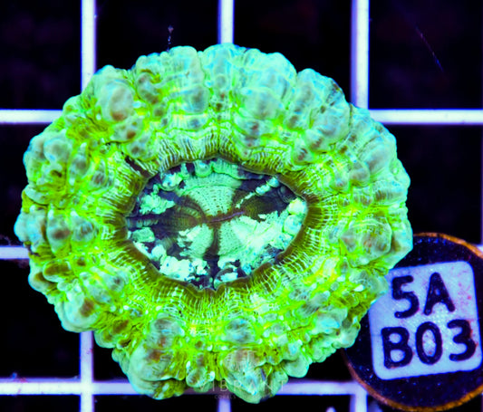 Acanthophyllia AUS