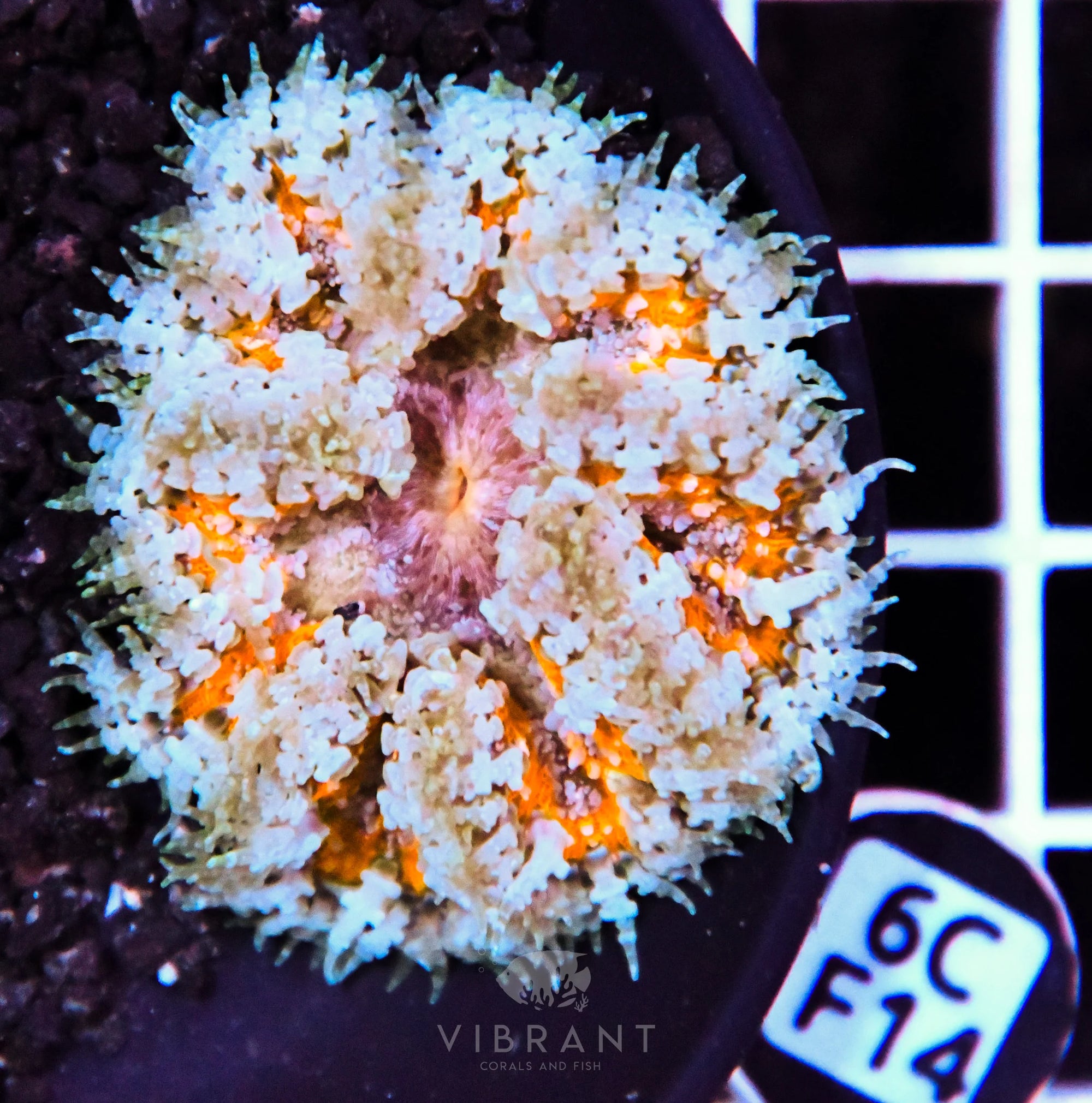 Rock Flower Anemone