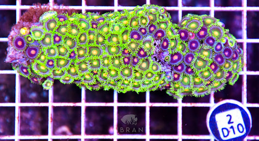 Zoa AUS