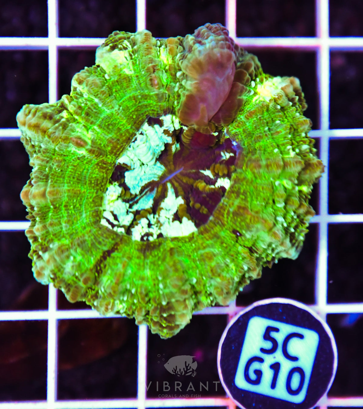 Acanthophyllia AUS