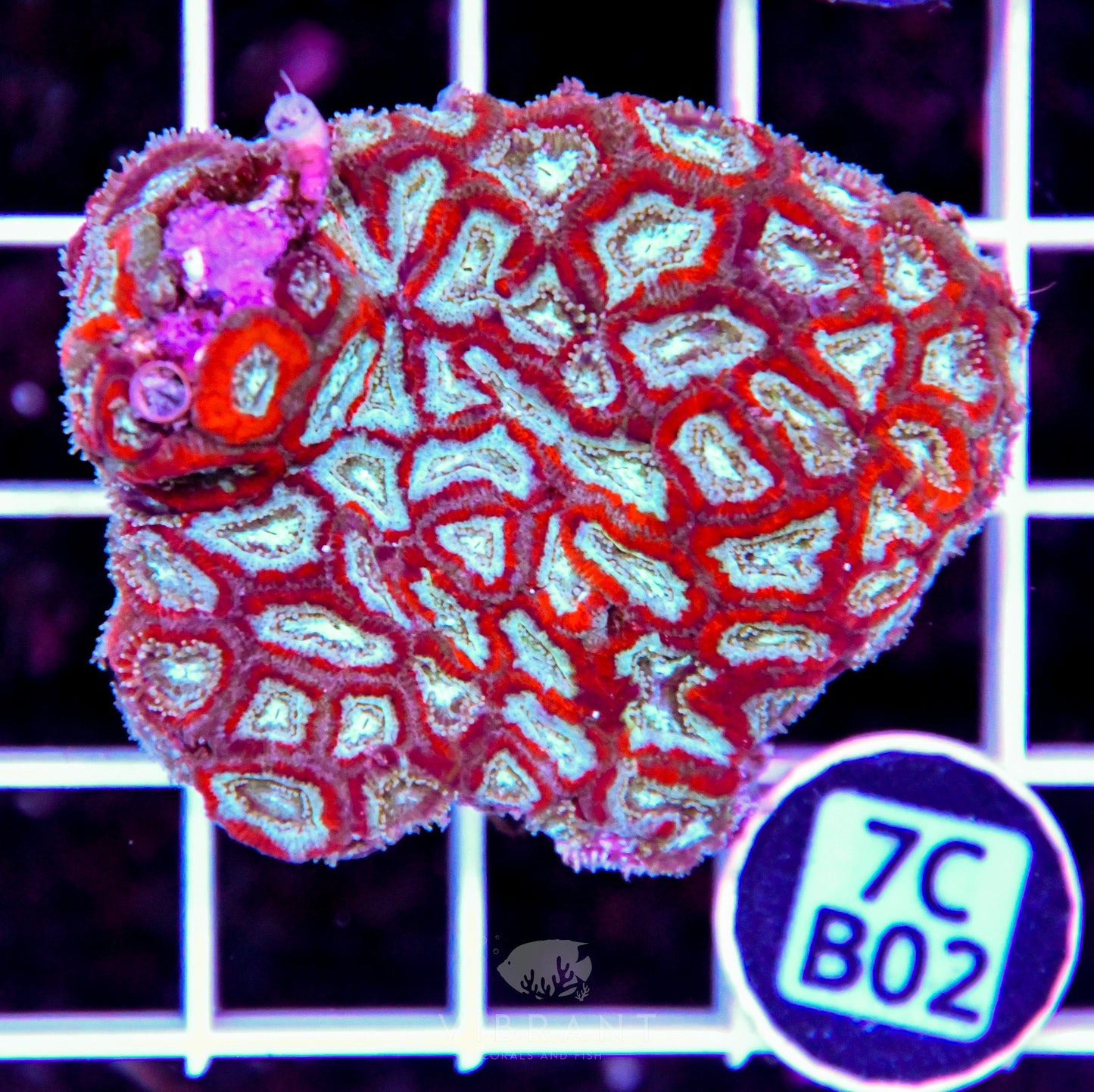 Micromussa INDO