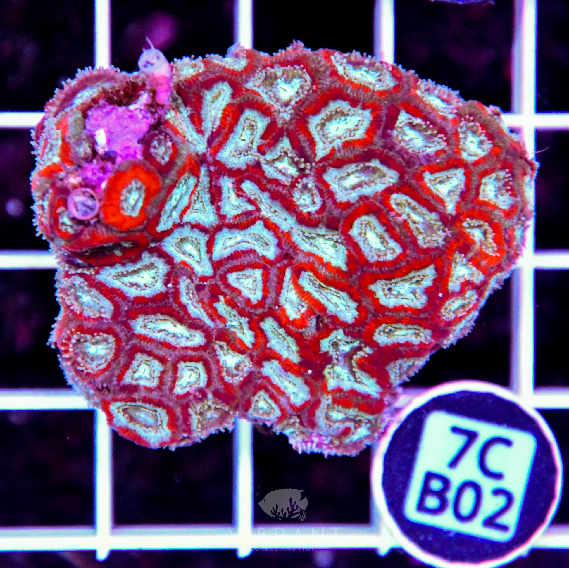 Micromussa INDO