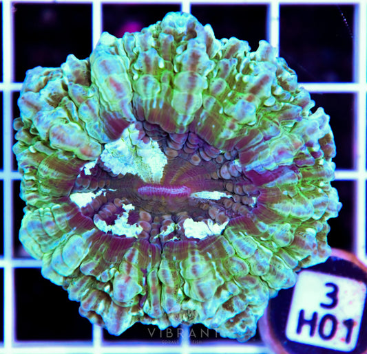 Acanthophyllia AUS