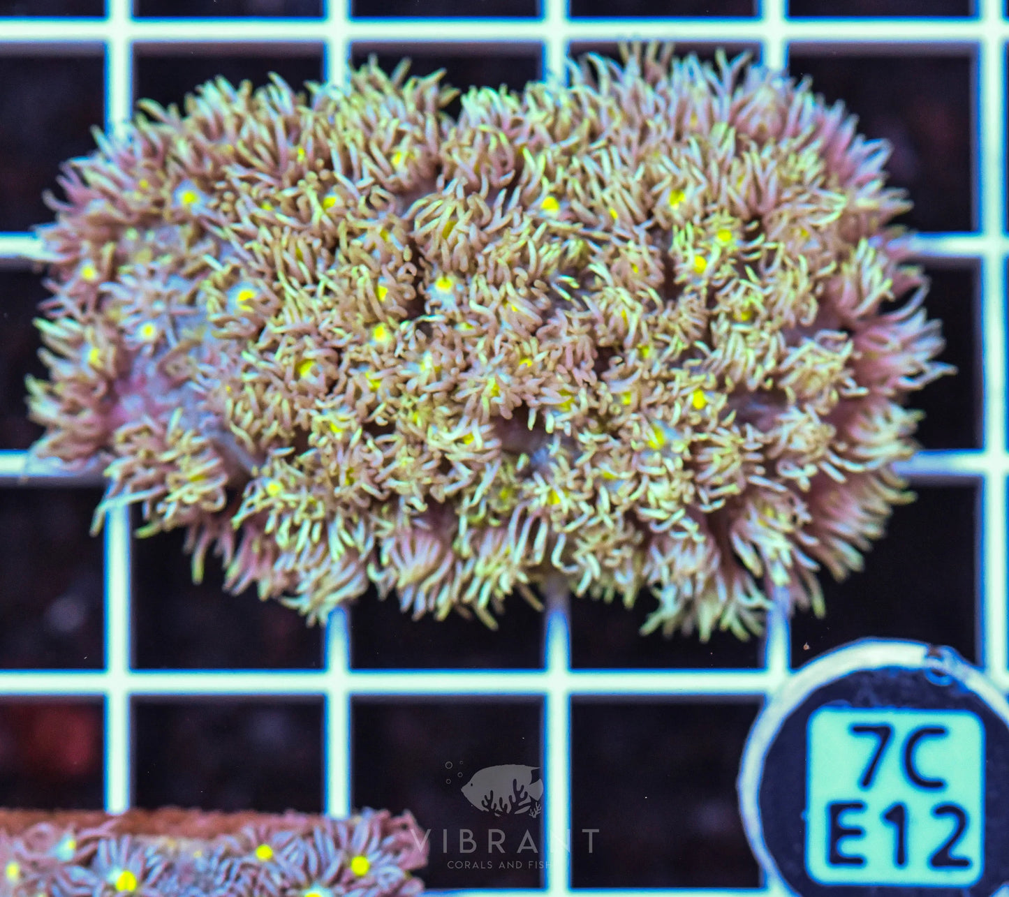 Frag Goniopora WAUS