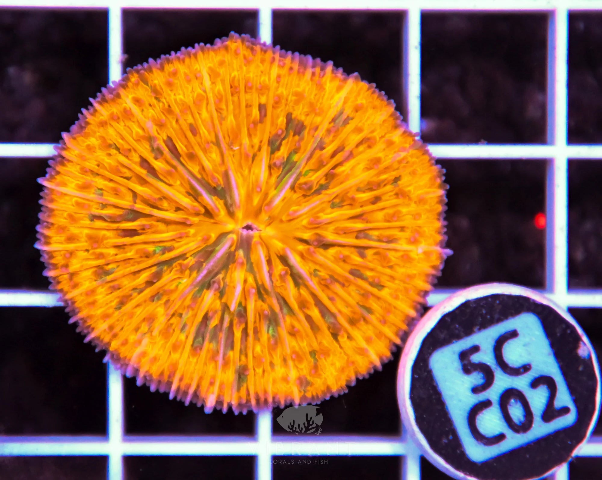 Fungia ORANGE AUS