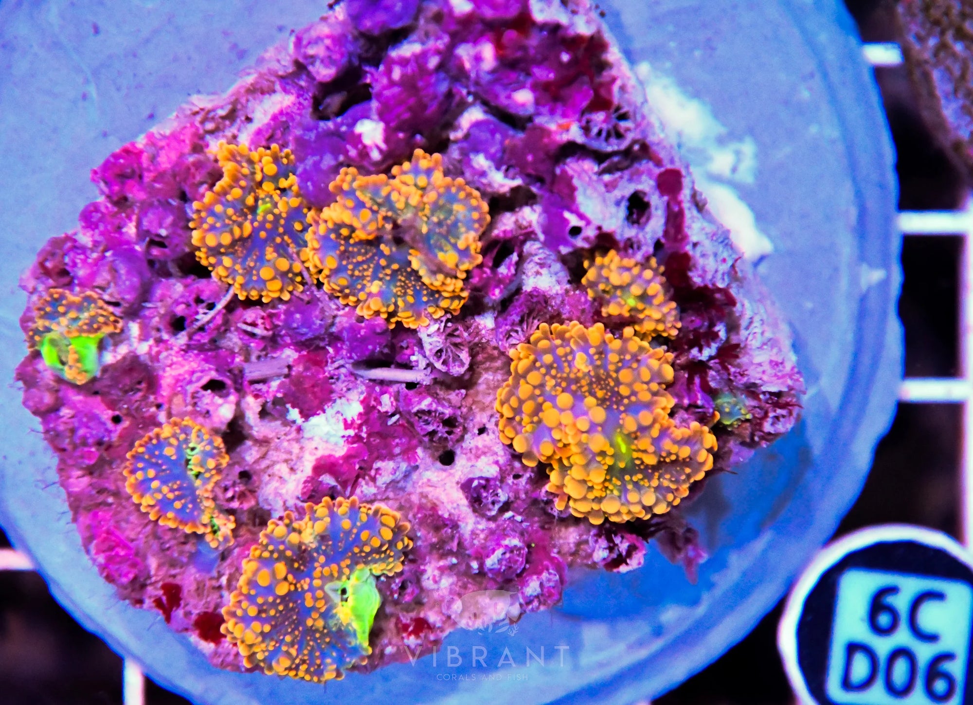 Mushroom INDO