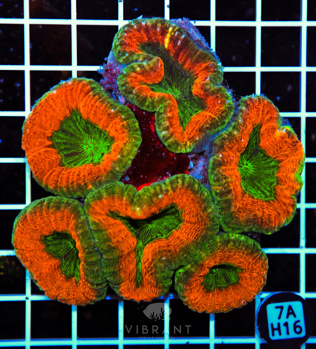 Lobophyllia AUS