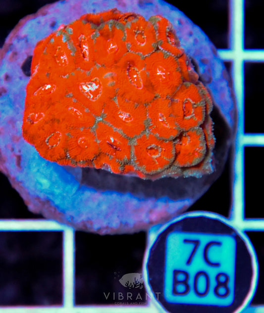 Micromussa INDO