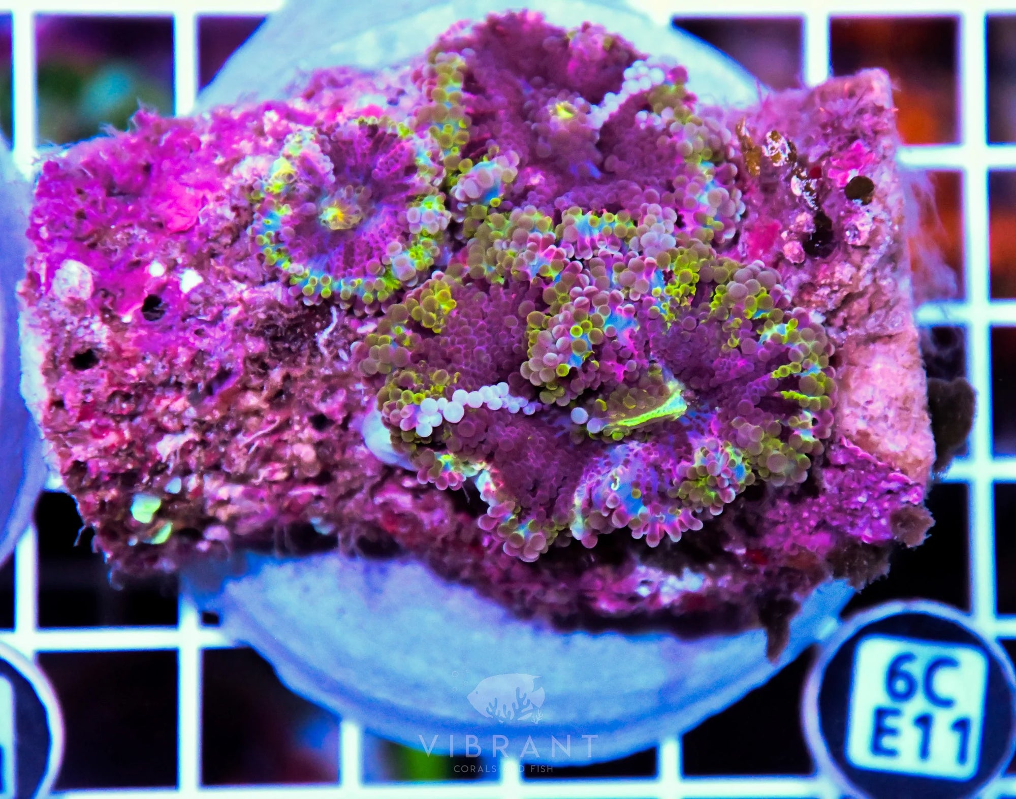 Mushroom INDO