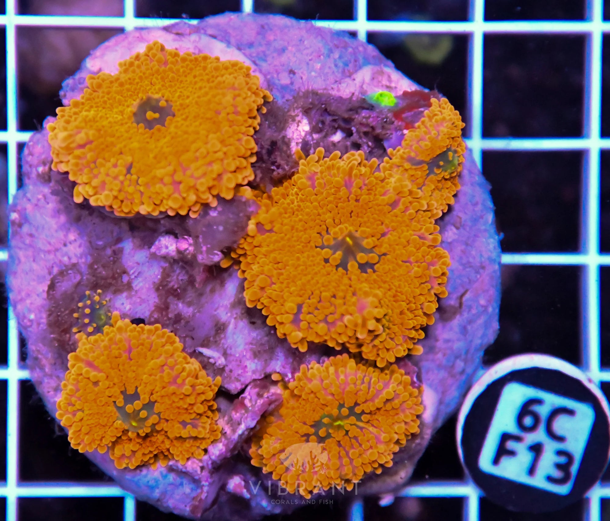 Mushroom INDO