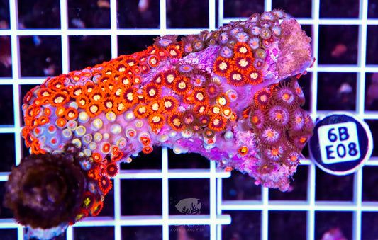 Zoa INDO W
