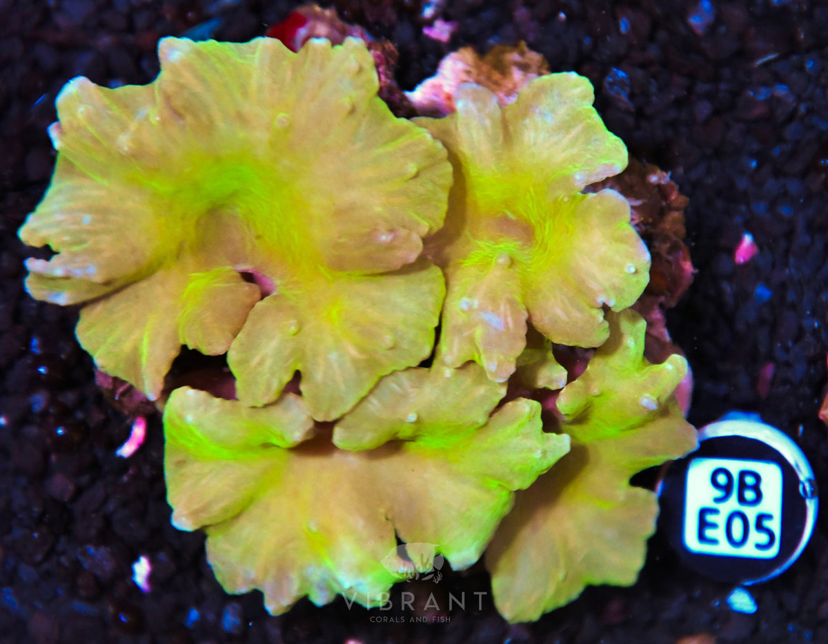 Cabbage Coral INDO W