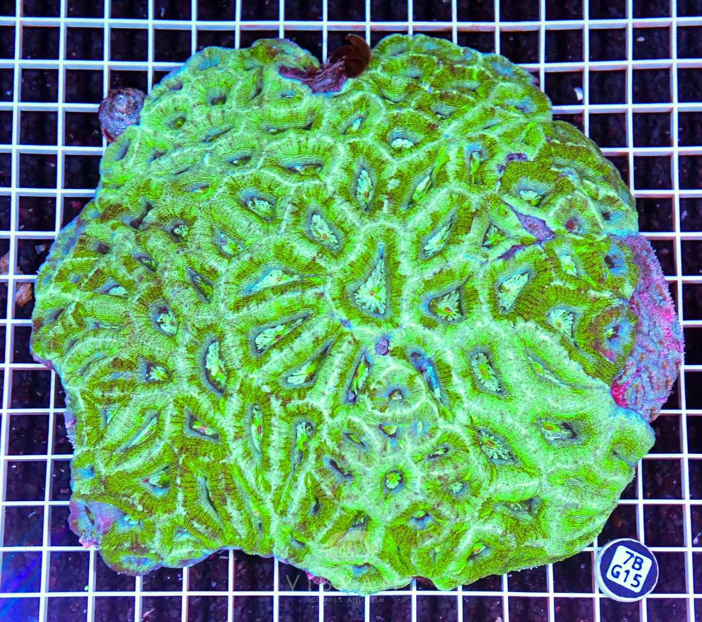 Acan Bower AUS