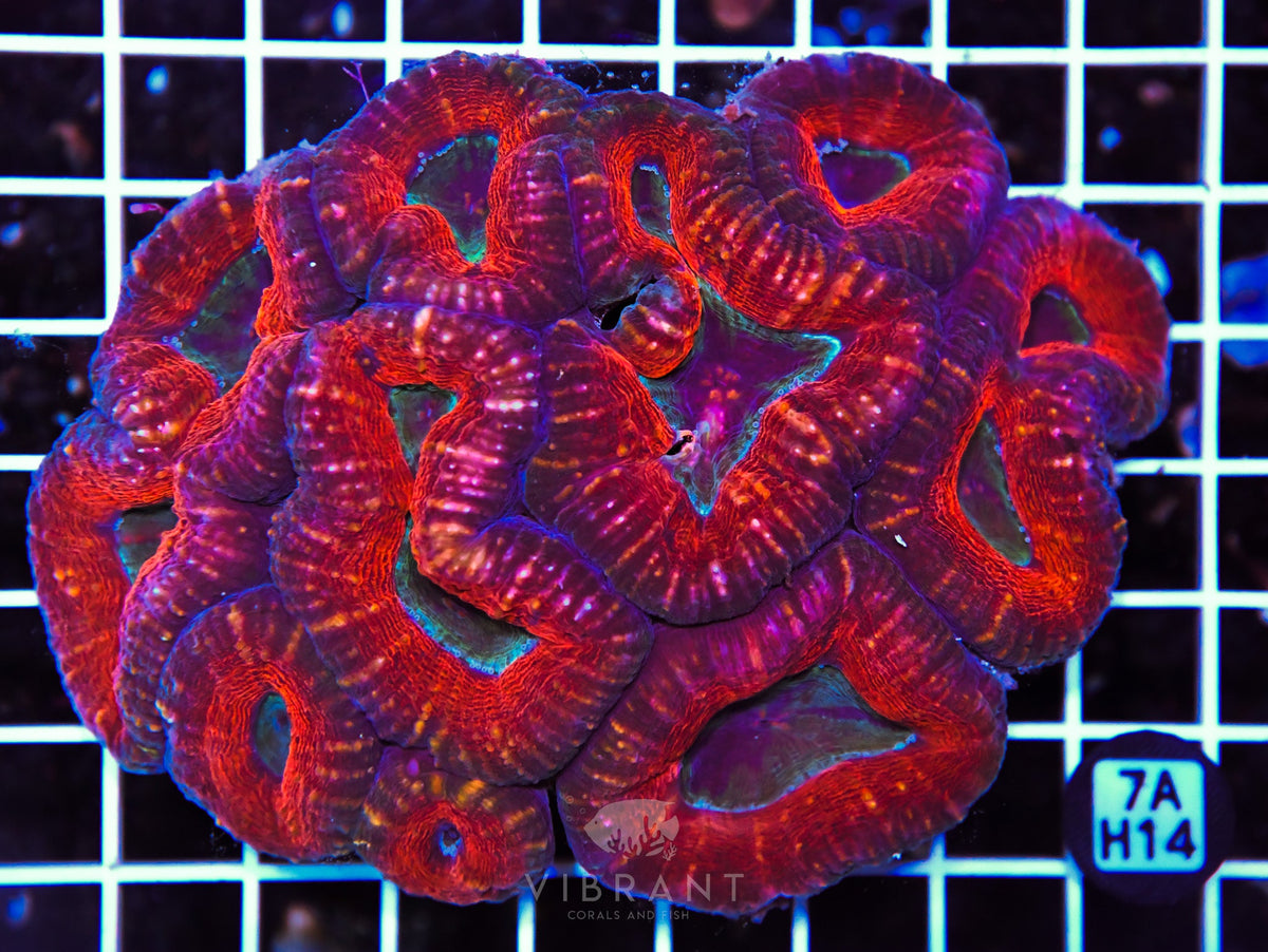 Lobophyllia AUS